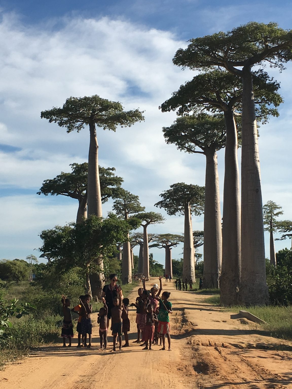 Best Things to Do in Baobabs Alley