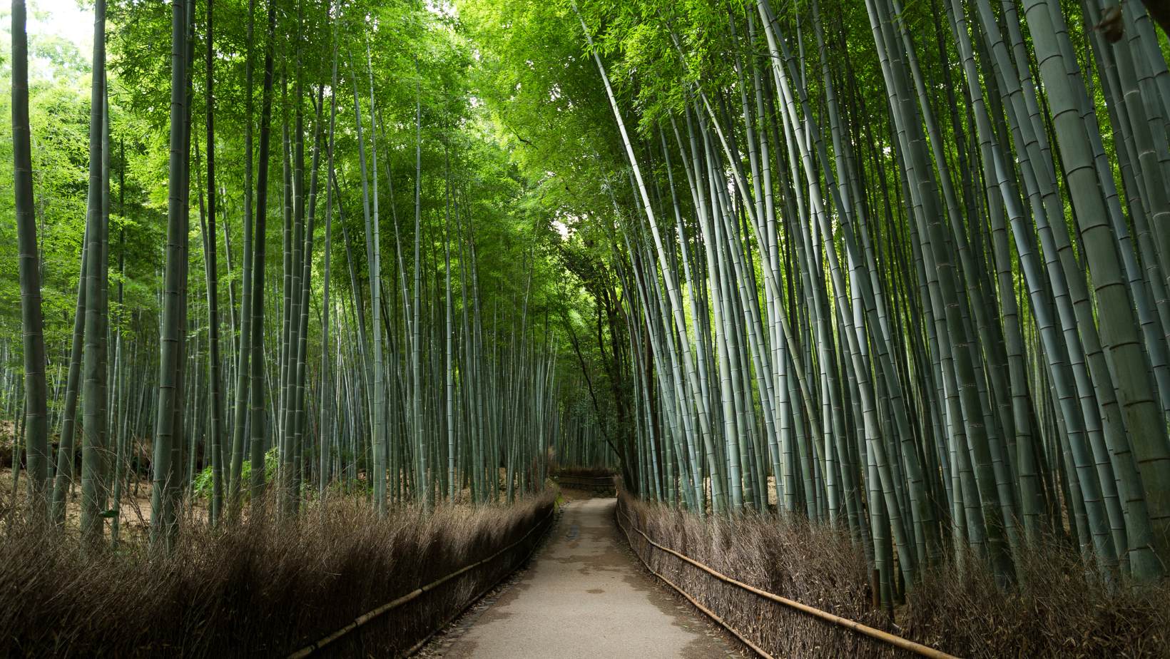 Arashiyama Bamboo Grove Park