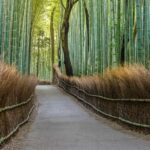 Best Things to Do in Arashiyama Bamboo Forest
