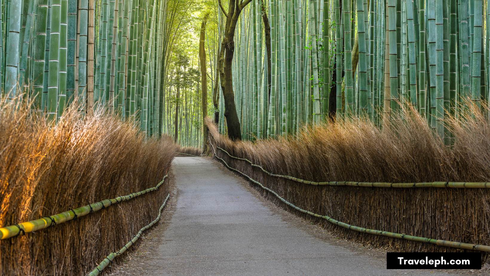 Best Things to Do in Arashiyama Bamboo Forest